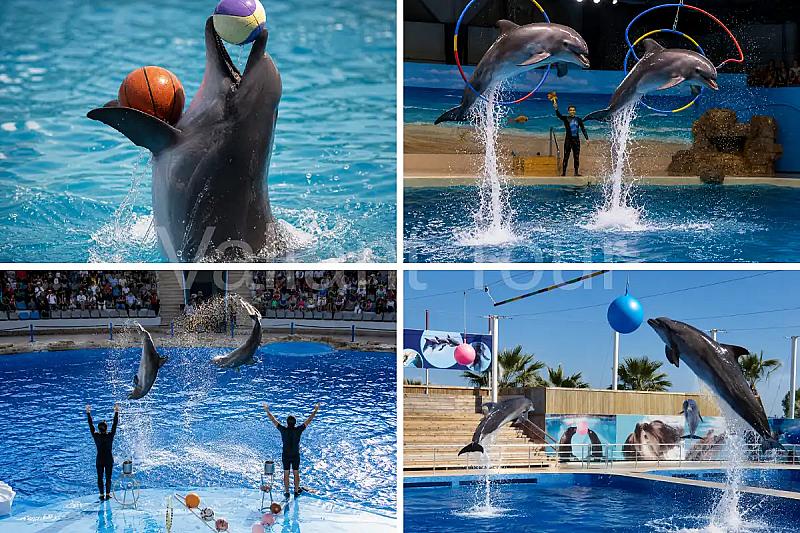 Dolphin Show