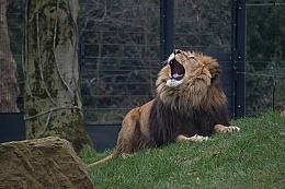 Safari Tours