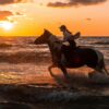 pexels-photo-8699099 Horse Riding – Sorgun Forest and Beach Route