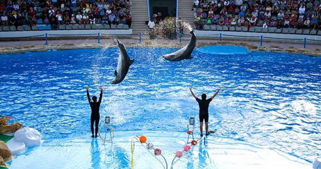 Side-Dolphin-Show-6-660x348 (1) Dolphin Show