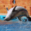 dolphin_show_9 (1) Dolphin Show