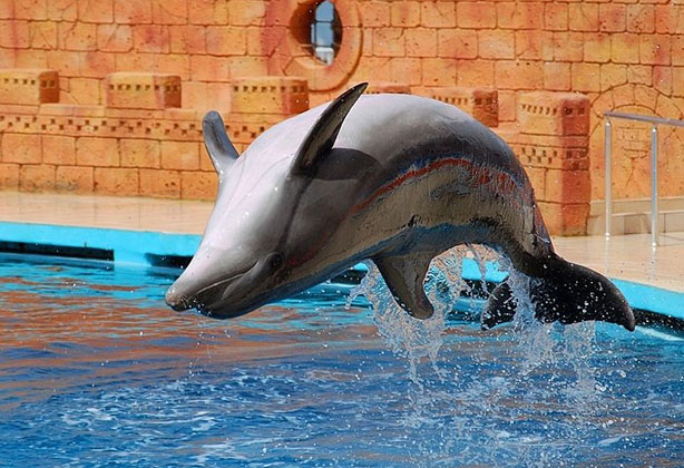 dolphin_show_9 (1) Dolphin Show