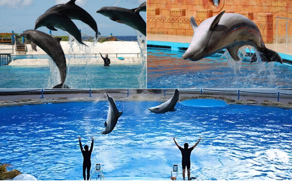 kapak fotografı Dolphin Show
